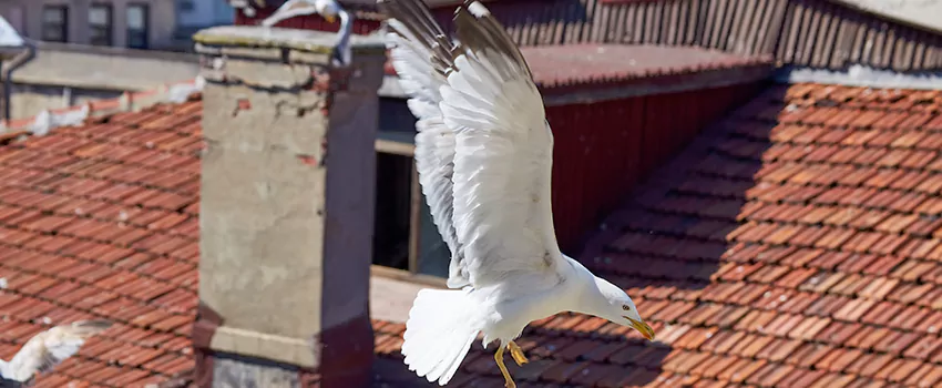 Residential Chimney Animal Removal Solution in Coronado, CA